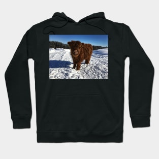 Scottish Highland Cattle Calf 1715 Hoodie